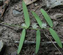 Image of Asparagus volubilis (L. fil.) Thunb.