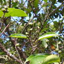 Image of Symplocos cochinchinensis var. philippinensis (Brand) Nooteboom