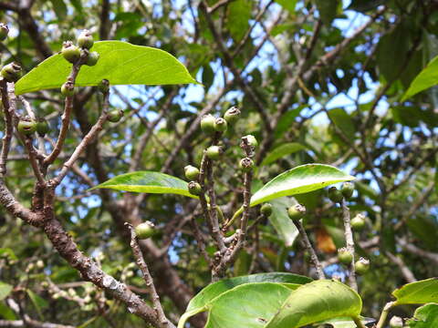 Image of Symplocos cochinchinensis var. philippinensis (Brand) Nooteboom