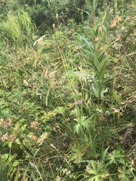 Imagem de Deschampsia atropurpurea (Wahlenb.) Scheele