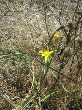 Image of yelow tulip