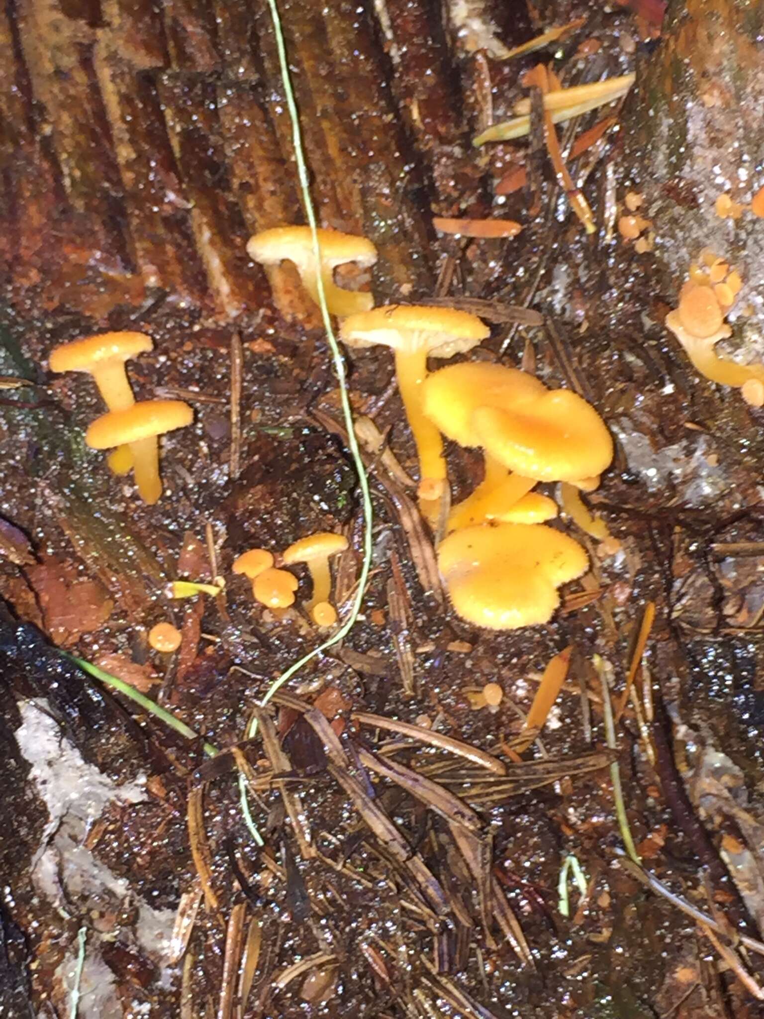 Image de Chrysomphalina aurantiaca (Peck) Redhead 1987