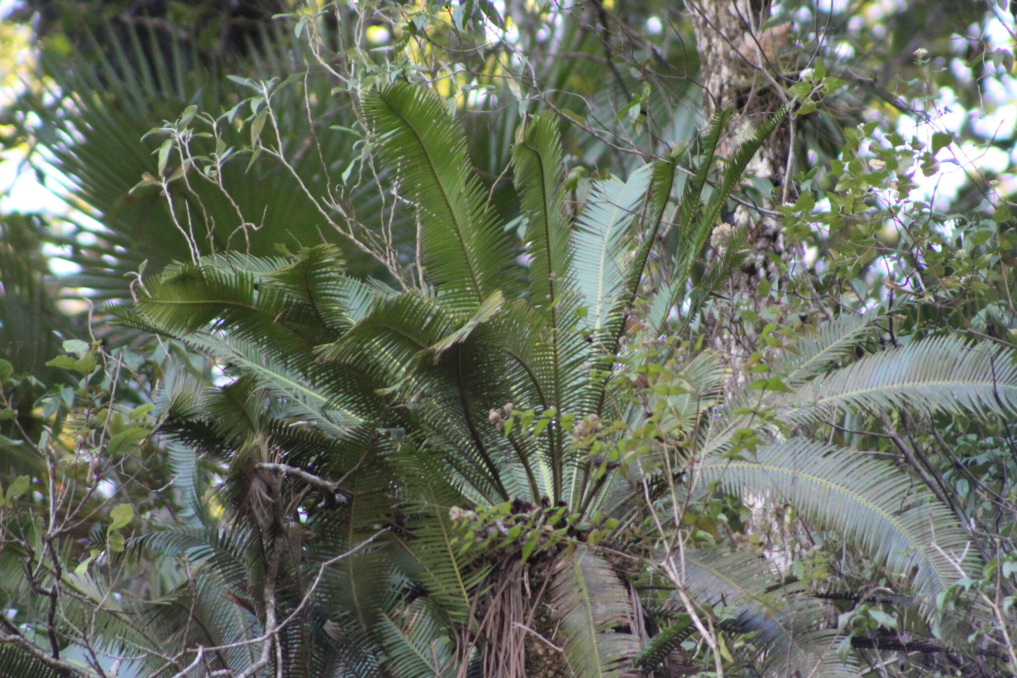 Image of Chestnut Dioon