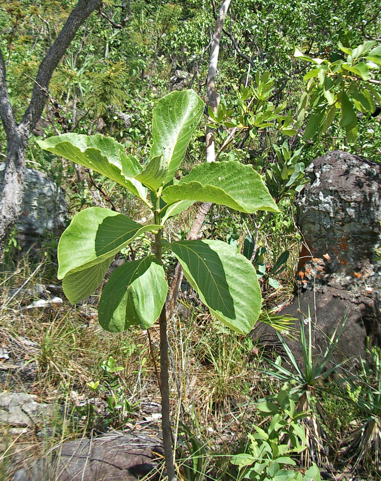 Image of Tocoyena formosa (Cham. & Schltdl.) K. Schum.