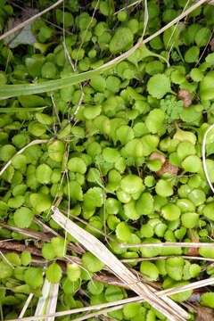 Image of Leptinella rotundata (Cheeseman) D. G. Lloyd & C. J. Webb