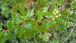 صورة Ageratina espinosarum (A. Gray) R. King & H. Rob.