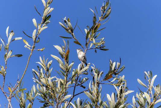 Vireo bellii pusillus Coues 1866 resmi