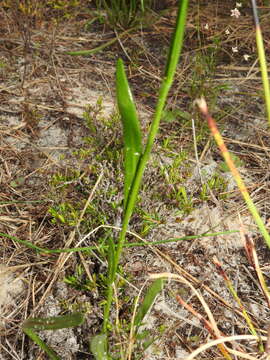 Слика од Goodenia stelligera R. Br.