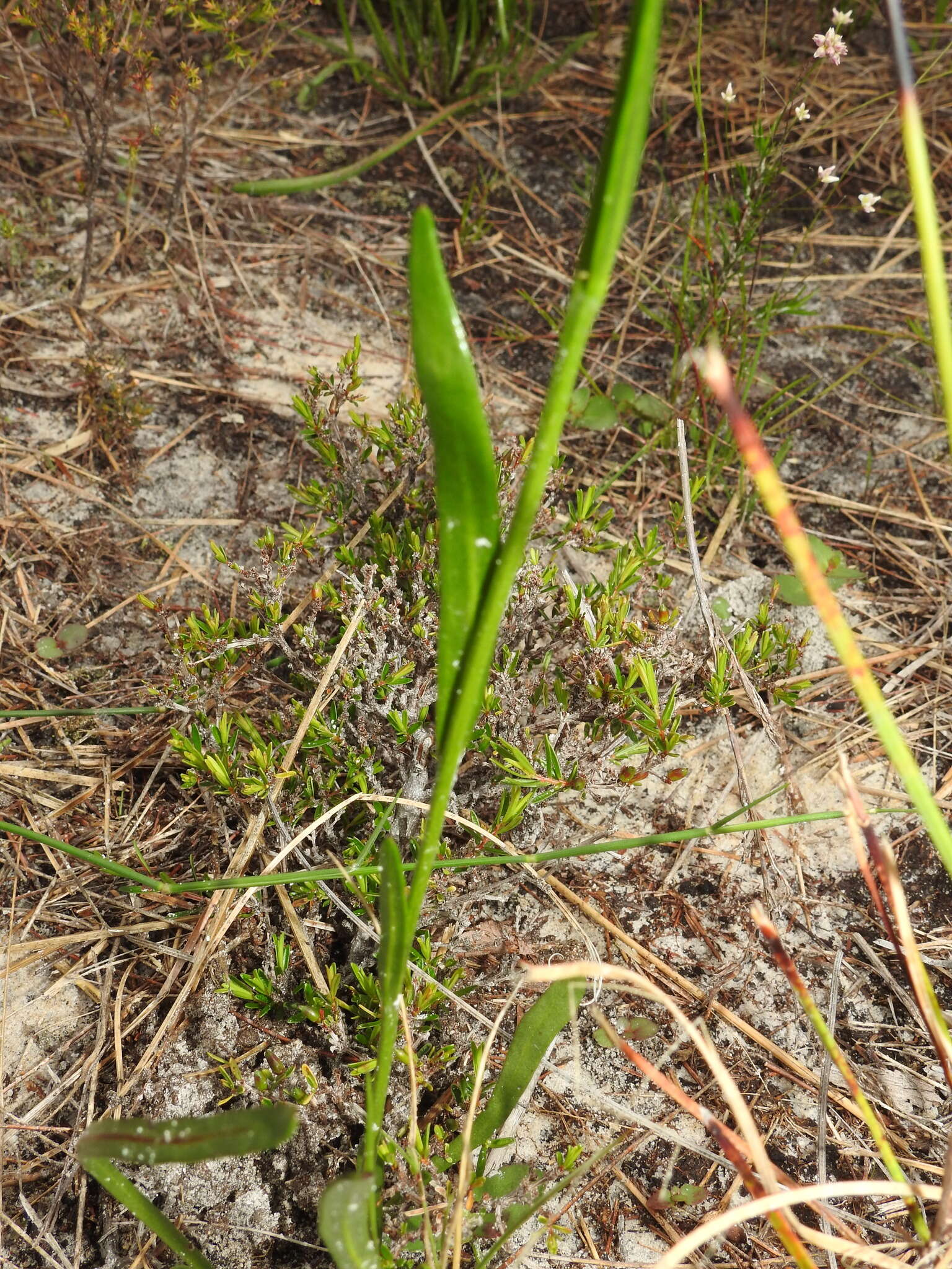 Image of Goodenia stelligera R. Br.