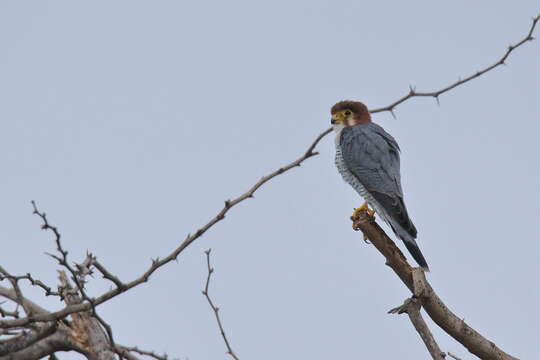 Image of Red-headed Falcon