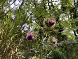 Imagem de Cirsium ferum