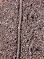 Image of Angel Island chuckwalla