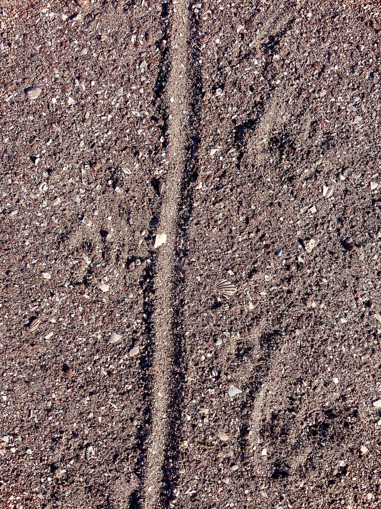 Image of Angel Island chuckwalla