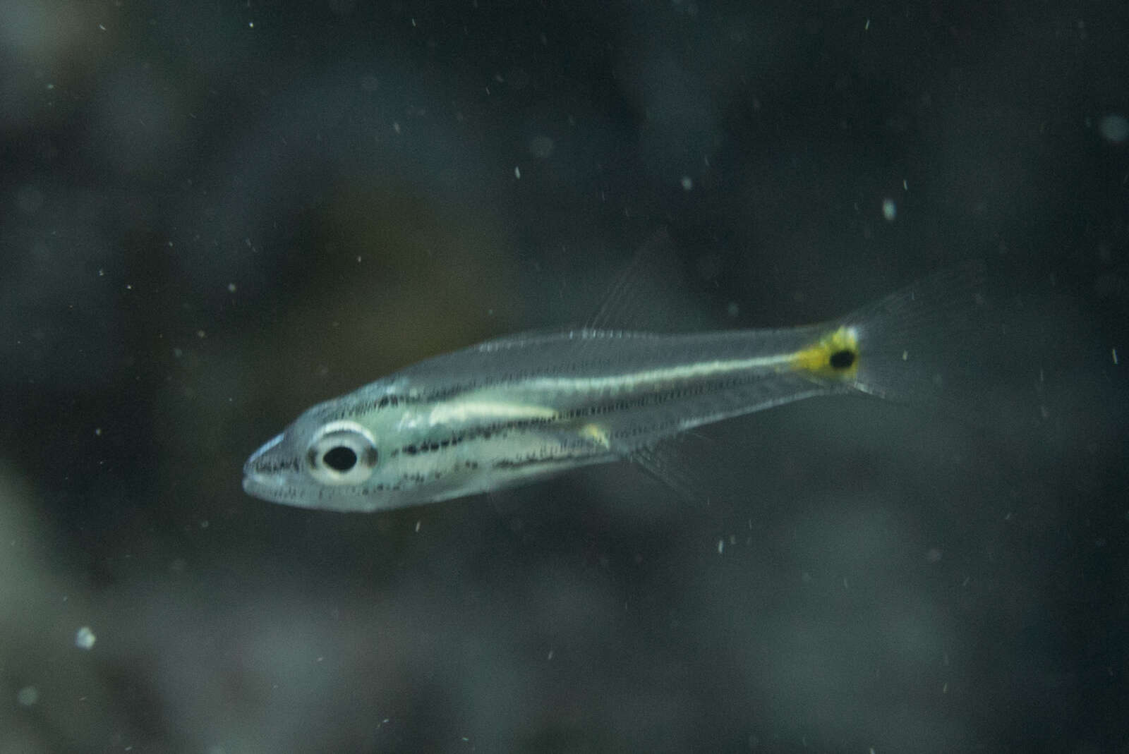 Image of Toothy cardinalfish