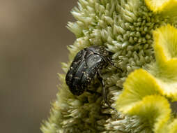 Image of Protaetia (Miksicia) acuminata (Fabricius 1775)