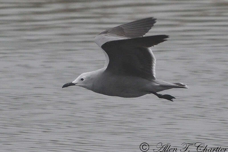 Image of Grey Gull