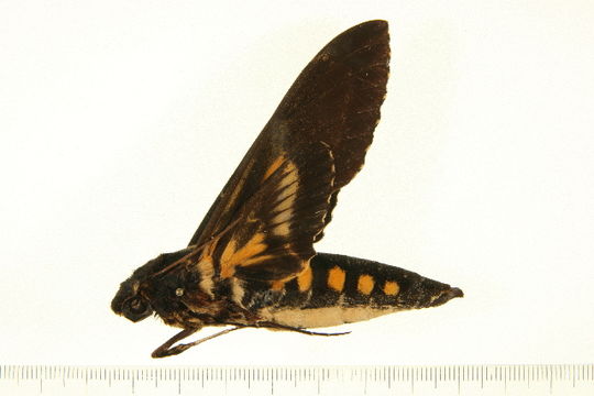 Image of <i>Neococytius cluentius</i> (Cramer 1775)