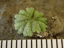 Image of Riccia frostii Austin