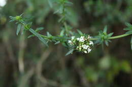 Image de Galianthe bogotensis (Willd.) E. L. Cabral & Bacigalupo