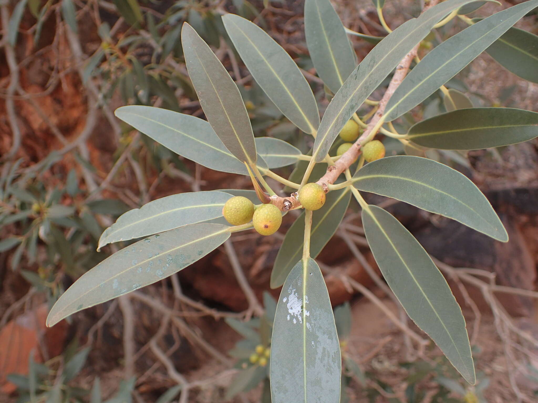 Ficus desertorum的圖片