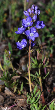 Image of Veronica tenuifolia subsp. fontqueri (Pau) M. M. Martinez Ortega & E. Rico