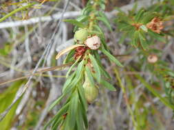 Image of Clutia polygonoides L.