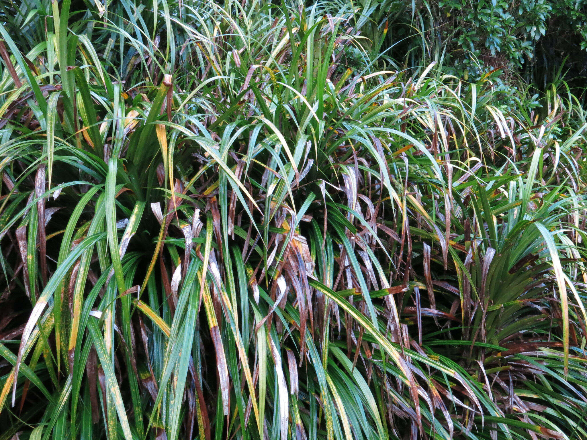 Image of Freycinetia banksii A. Cunn.