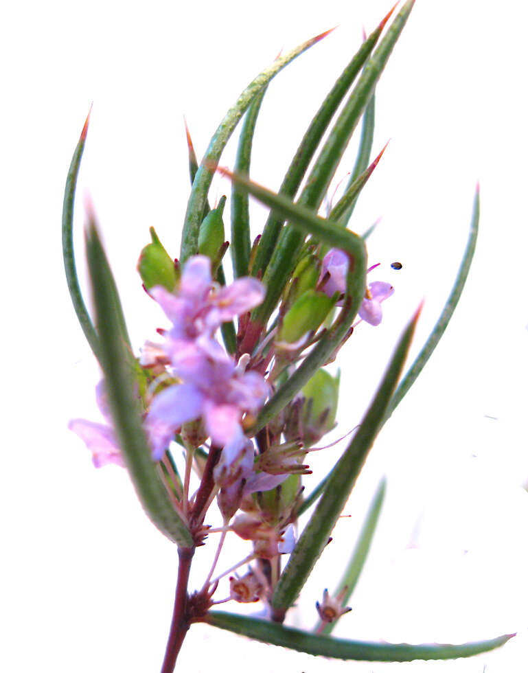 Image of Agathosma pungens (E. Mey. ex Sond.) Pillans