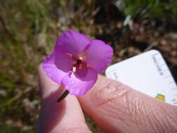 Image of slender clarkia