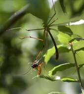 Sivun Bittacus chlorostigma MacLachlan 1881 kuva