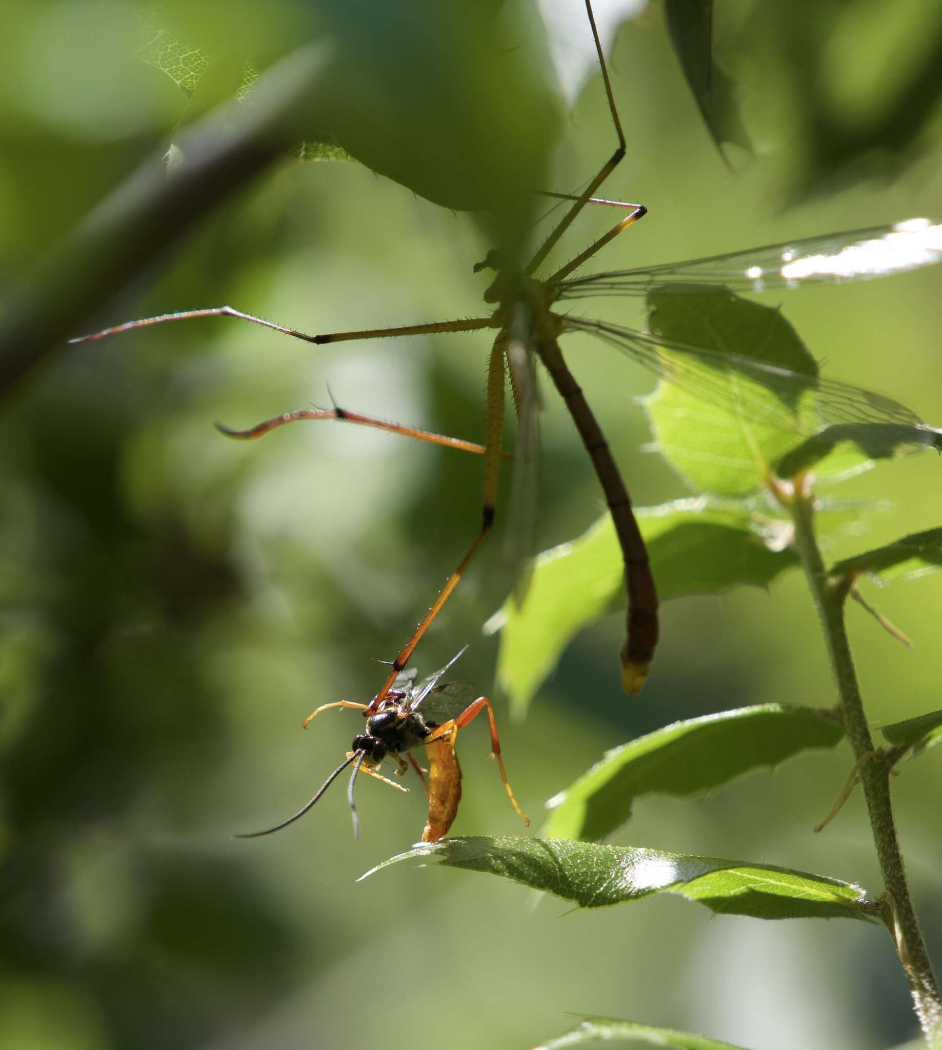 Image of Bittacus chlorostigma MacLachlan 1881