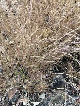 Image of rat's-tail fescue