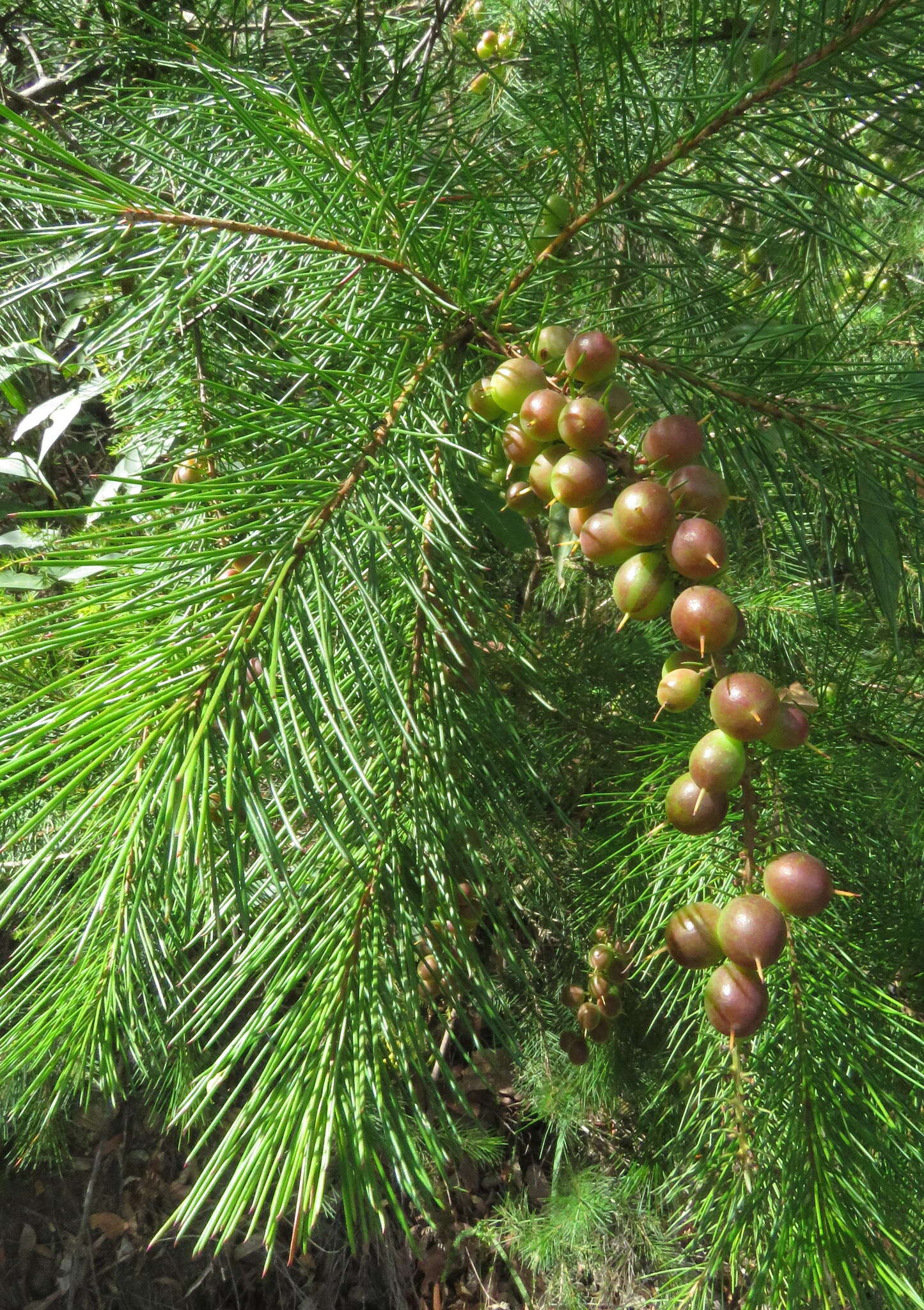 Image of Persoonia pinifolia R. Br.