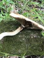 Image of Cyclocybe cylindracea (DC.) Vizzini & Angelini 2014