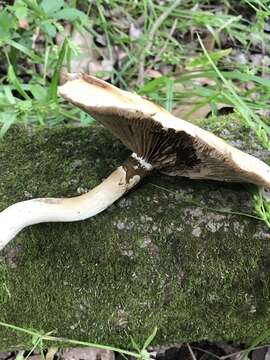 Image de Cyclocybe cylindracea (DC.) Vizzini & Angelini 2014