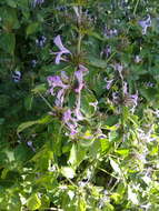 Image of Purple ribbon bush