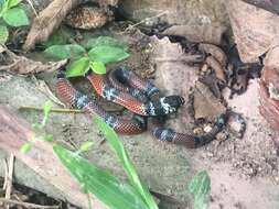 Image of False Coral Snake