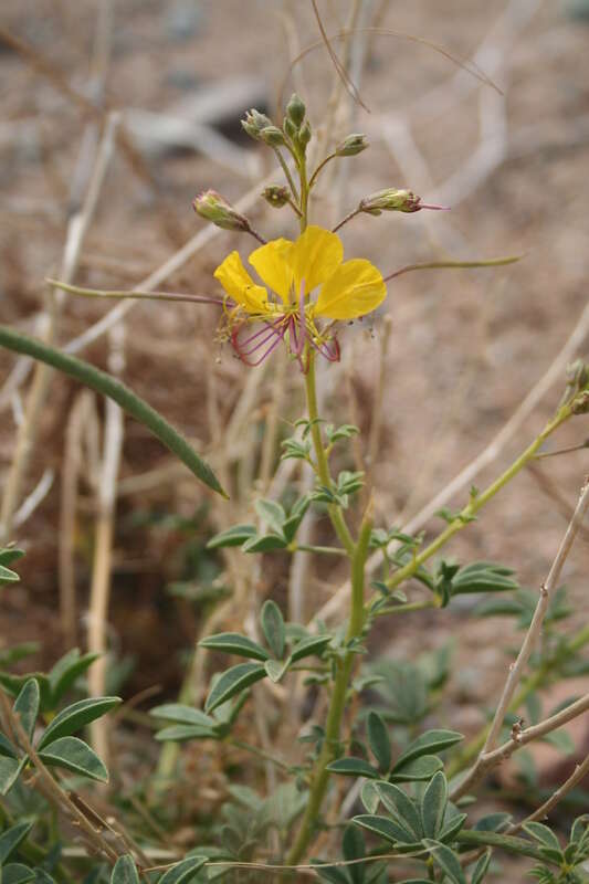 Image of Cleome foliosa DC.