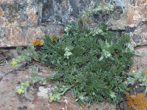 Image of Alpine Wormwood