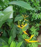 Image of Heliconia nickeriensis Maas & de Rooij