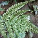 Слика од Athyrium delavayi var. subrigescens (Hayata) Yea C. Liu, W. L. Chiou & H. Y. Liu