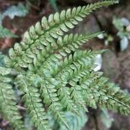 Sivun Athyrium delavayi var. subrigescens (Hayata) Yea C. Liu, W. L. Chiou & H. Y. Liu kuva