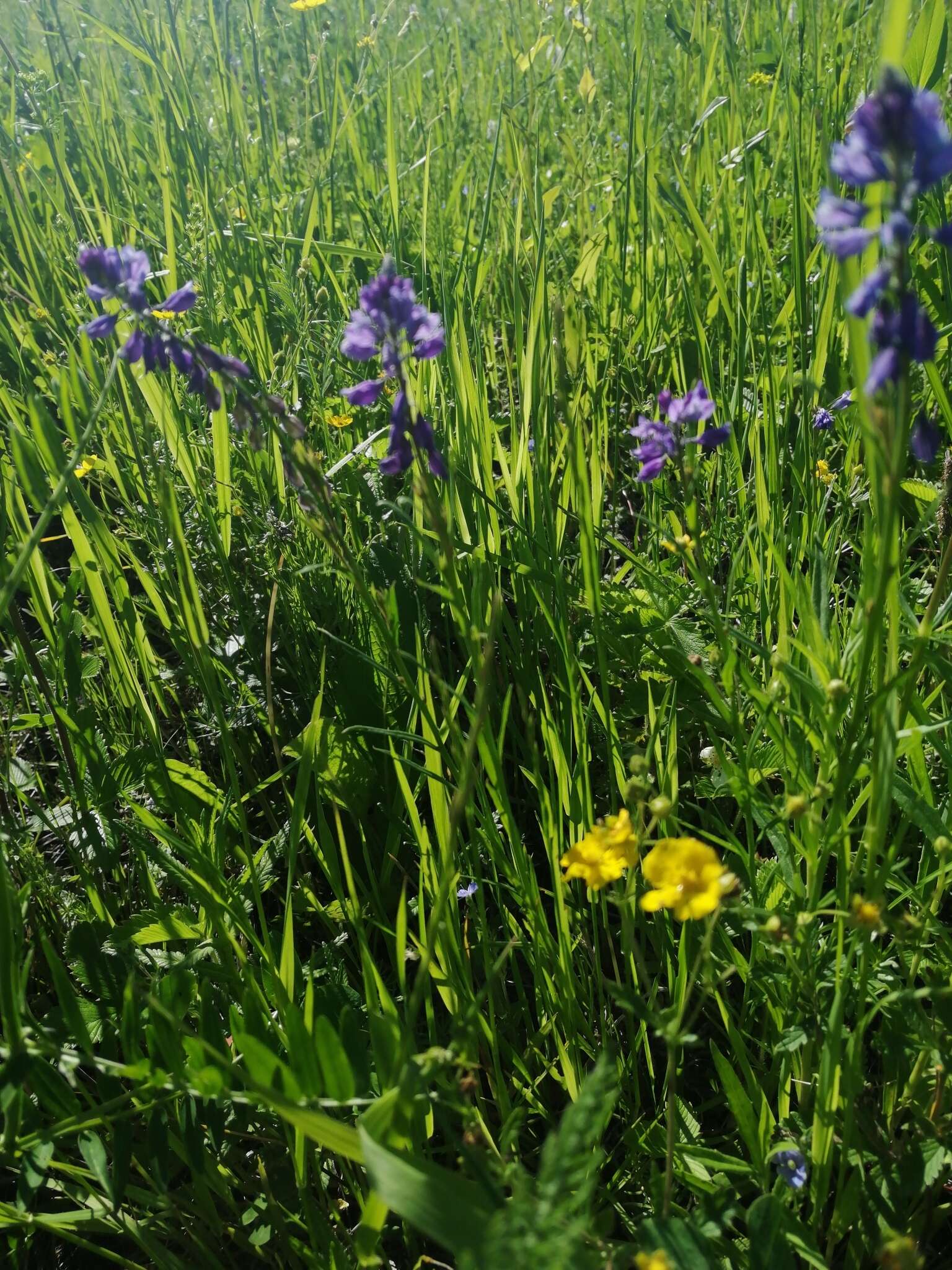 Image of Polygala hybrida Bruegg.