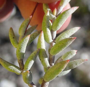 Image of Crassula biplanata Haw.