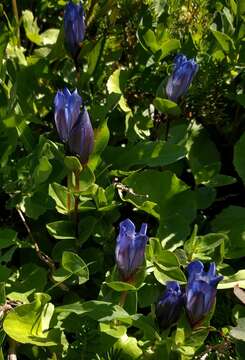 Image of Bog Gentian