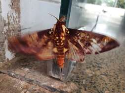 Image of Citheronia phomaranhensis