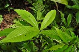 Plancia ëd Miconia trinervia (Sw.) D. Don ex Loud.