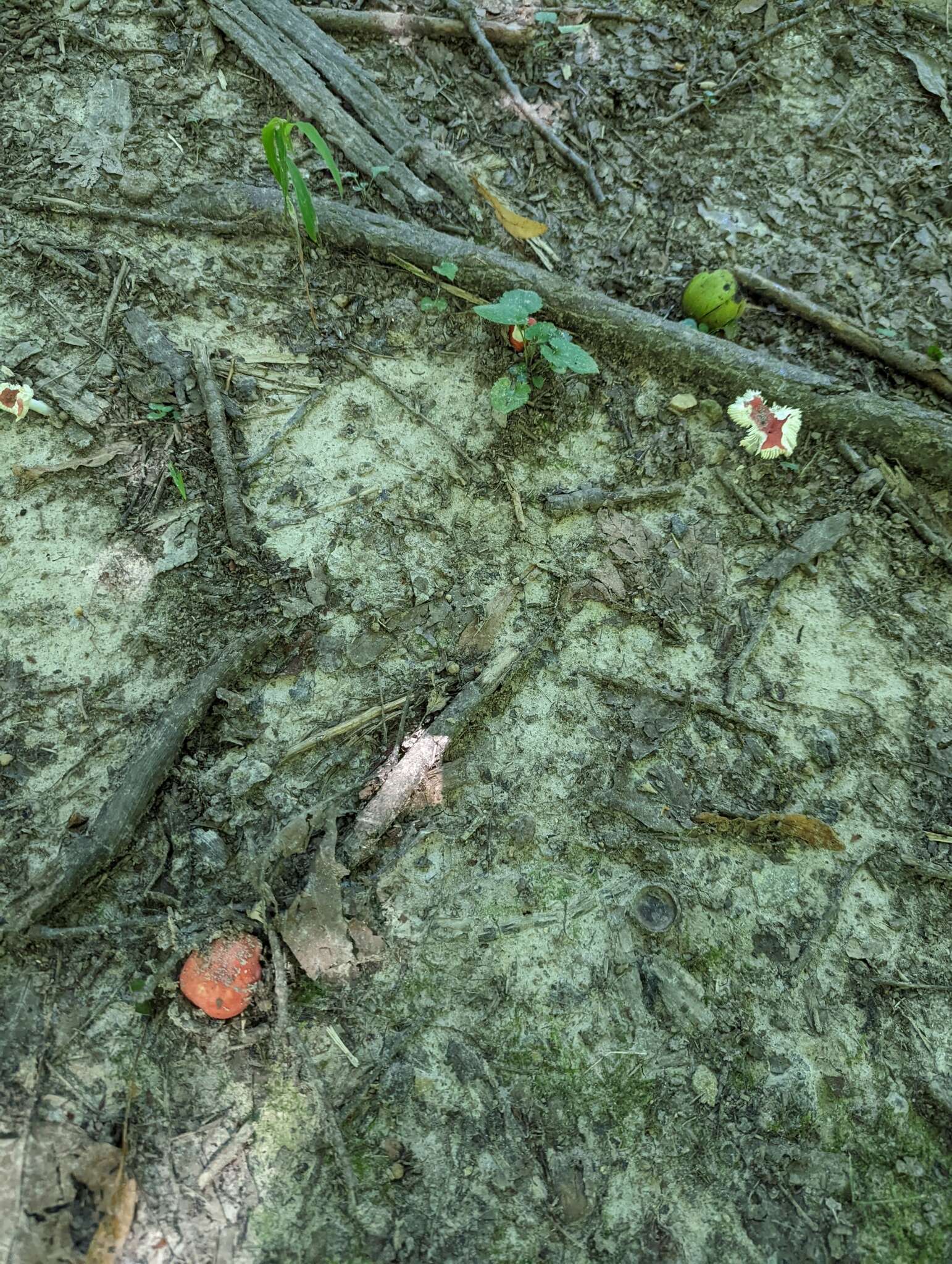 Image of Russula henningsii Sacc. & P. Syd. 1902