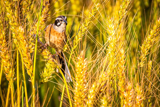 Emberiza cioides ciopsis Bonaparte 1850的圖片