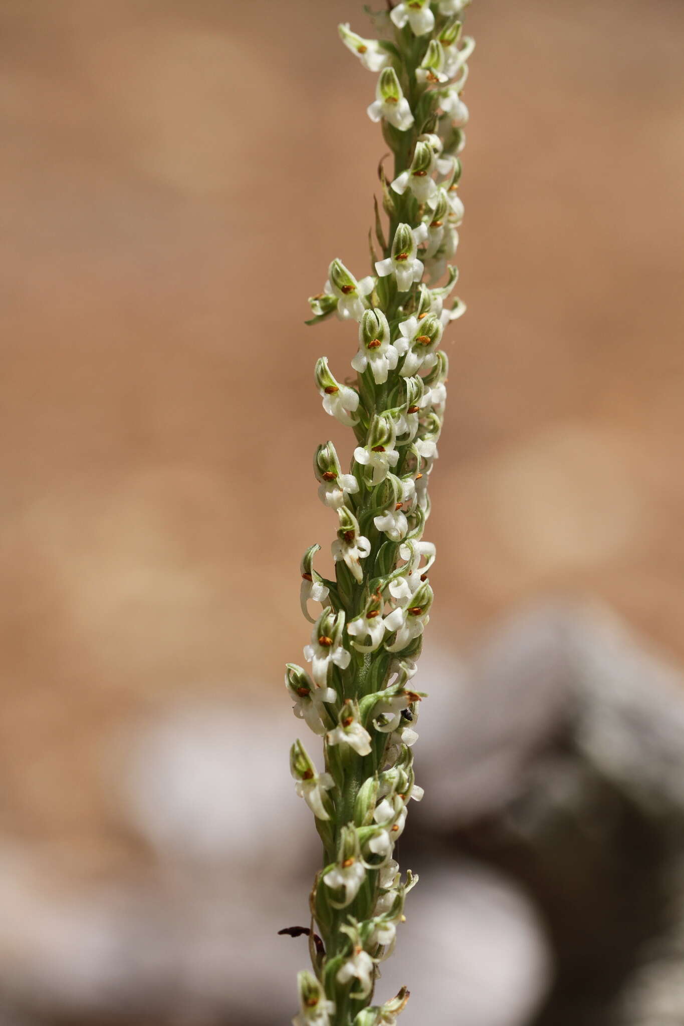 Platanthera yadonii (Rand. Morgan & Ackerman) R. M. Bateman resmi